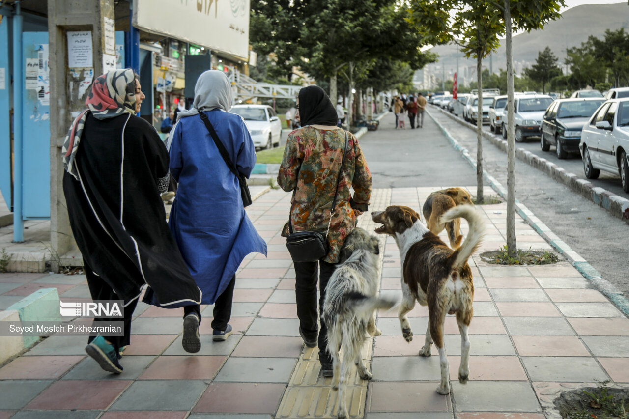 ۱۹۲ مورد حیوان گزیدگی در بوشهر ثبت شد