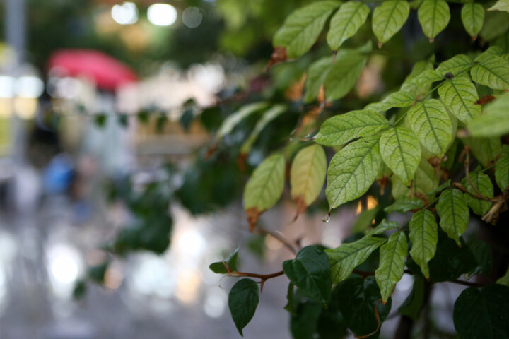 هوای تهران به مرز قرمز رسید؛ احتمال بارش رگباری در روزهای آینده