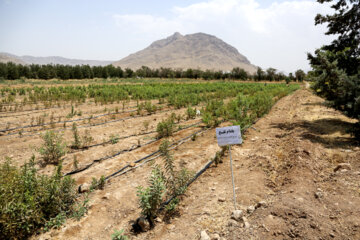 نهالستان شهید سلیمانی (چهارتخته شهرکرد)