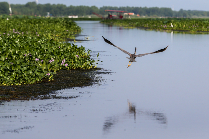 عدم برداشت صحیح رسوبات تالاب انزلی به محیط زیست خسارت میزند