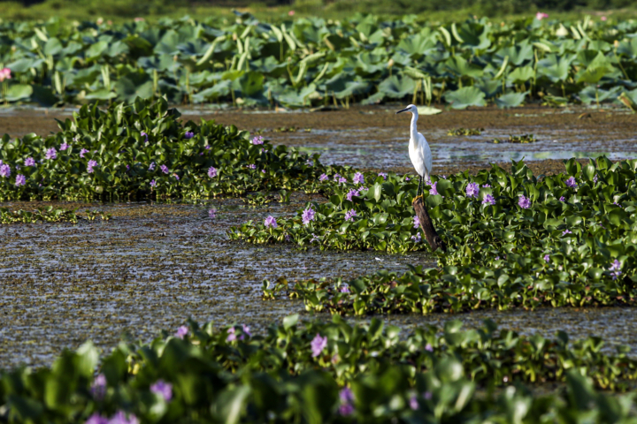 توسعه دریامحور الزامی برای پیشرفت کشور/آغاز طرح جامع احیای تالاب میانکاله و خلیج گرگان
