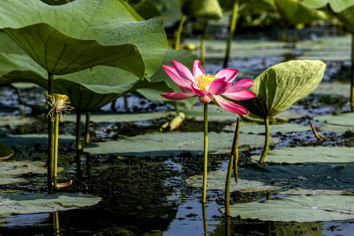 حضور پررنگ ایران در محیطزیست جهانی/ پرداخت ۲۵۰ هزار یورو بدهی به کنوانسیونهای جهانی