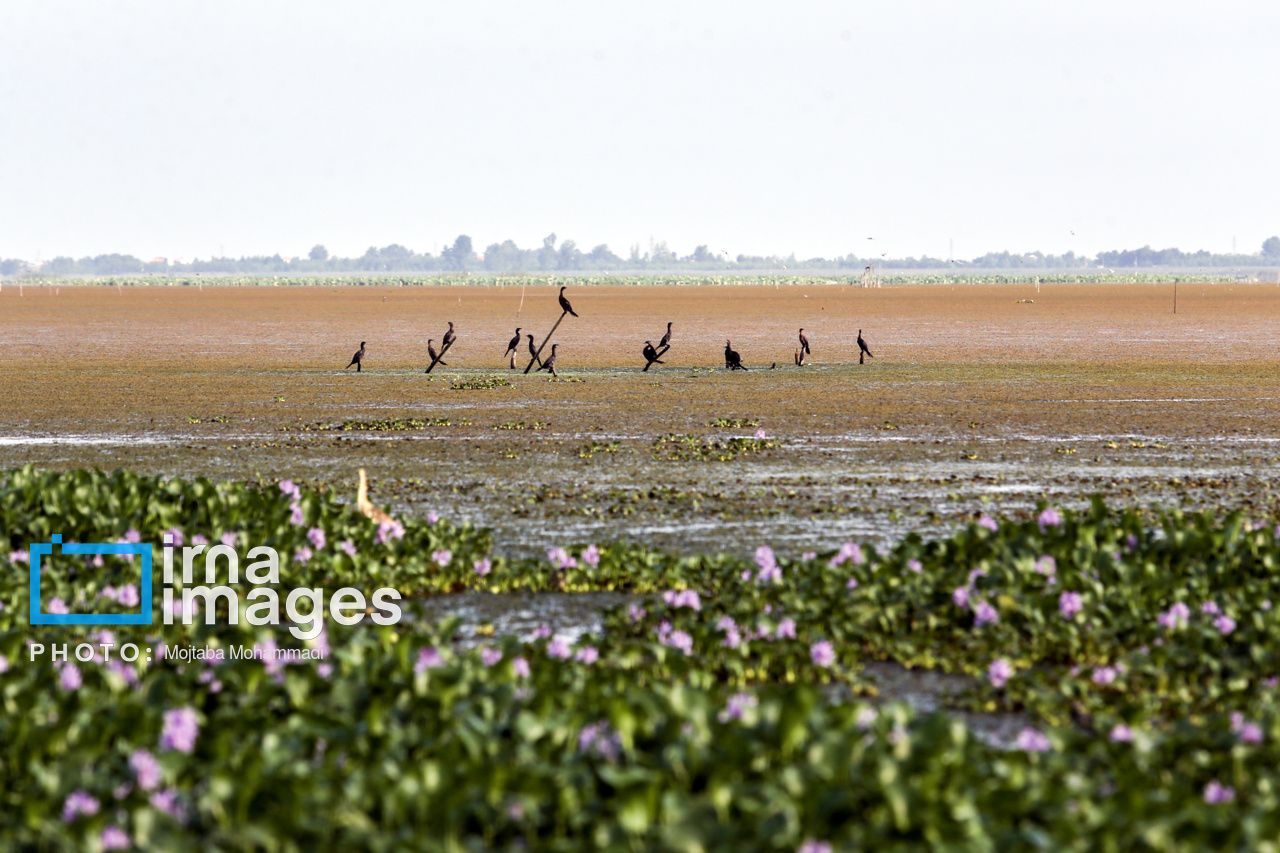 سند تمام تالابها به نام سازمان حفاظت محیطزیست زده میشود