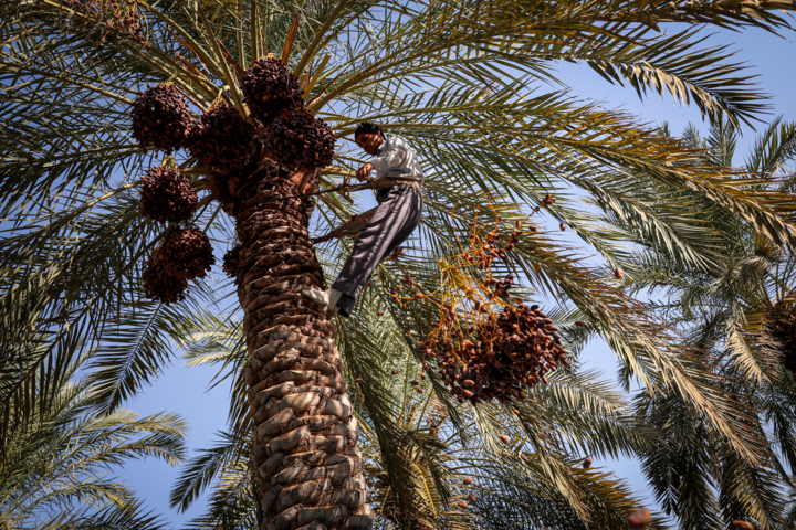 سفر به خوزستان سبز