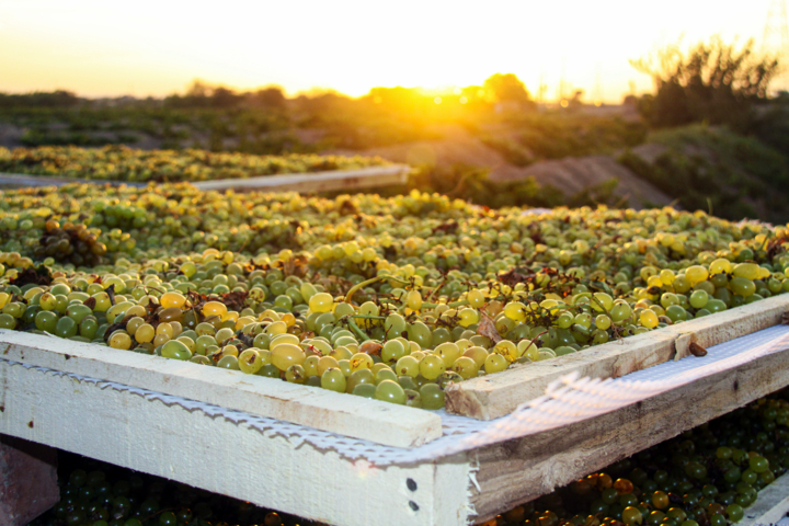 فصل رقص انگور + فیلم