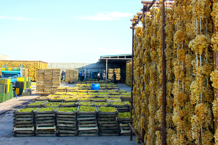 فصل رقص انگور + فیلم