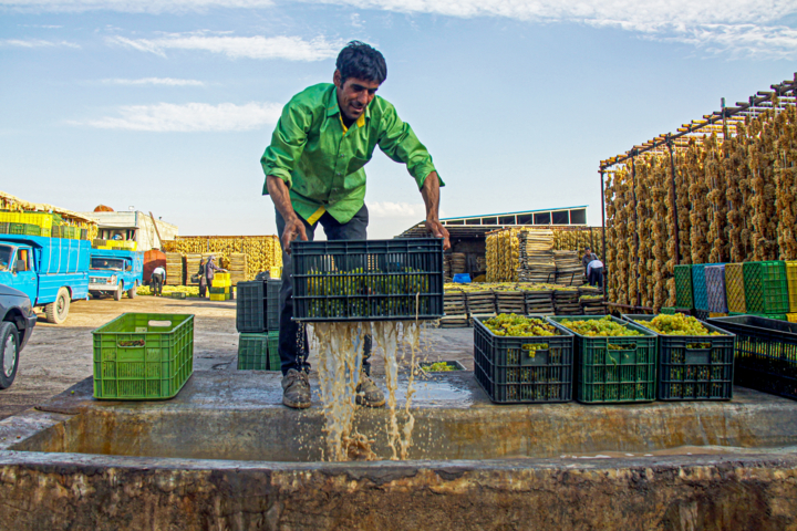 فصل رقص انگور + فیلم