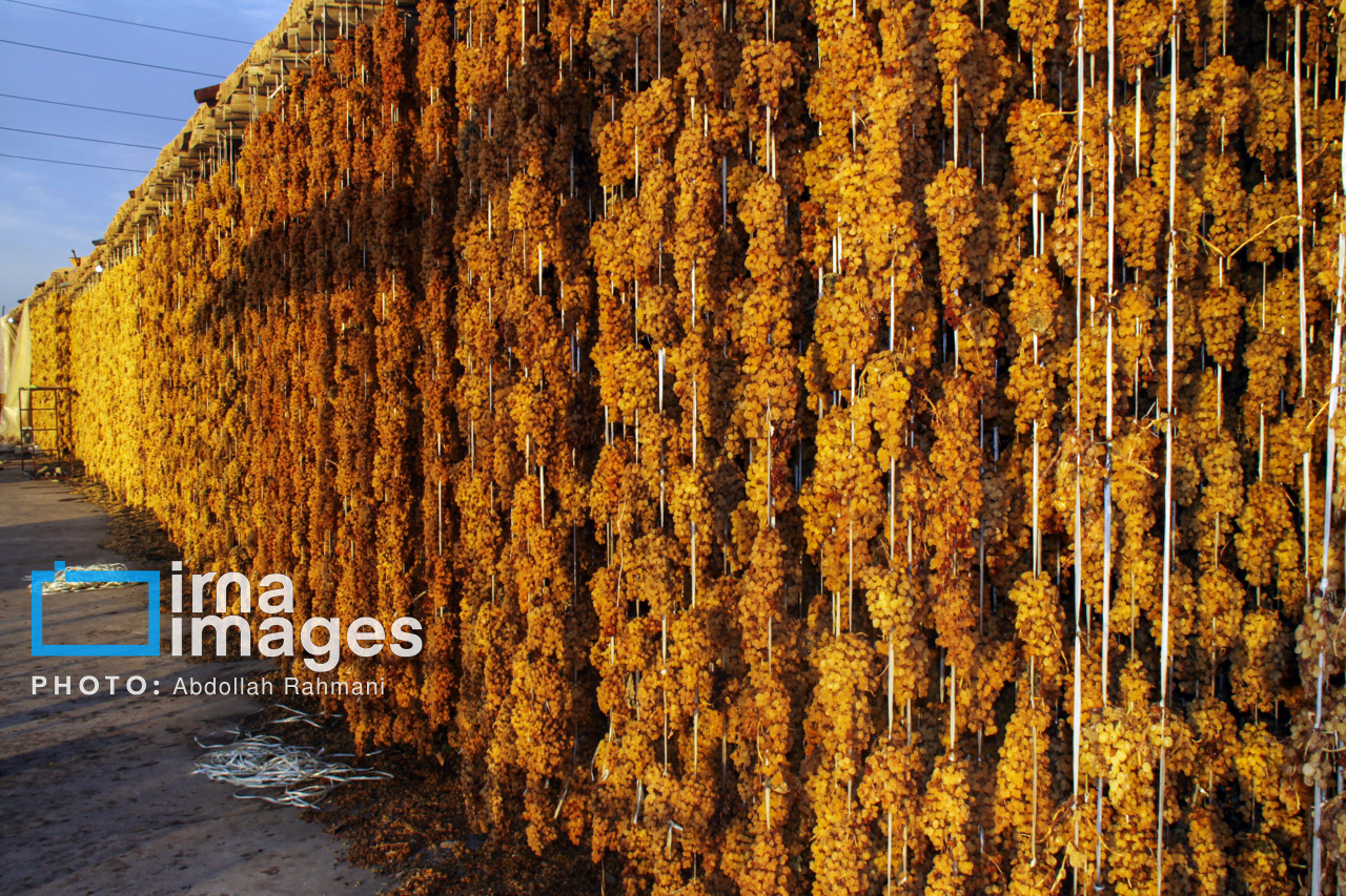 کشمش و پیاز مازاد کشاورزان آذربایجانشرقی به صورت توافقی خریداری میشود کشمش و پیاز مازاد کشاورزان آذربایجانشرقی به صورت توافقی خریداری میشود