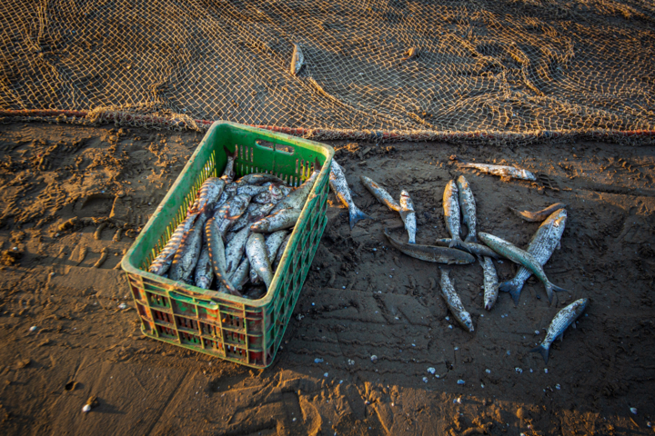 صید ماهیان استخوانی از دریای خزر ۱۵ درصد افزایش یافت