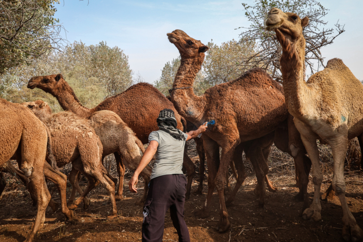 آغاز واکسیانسیون تب برفکی ۵۸۰ هزار راس دام سبک و سنگین در البرز