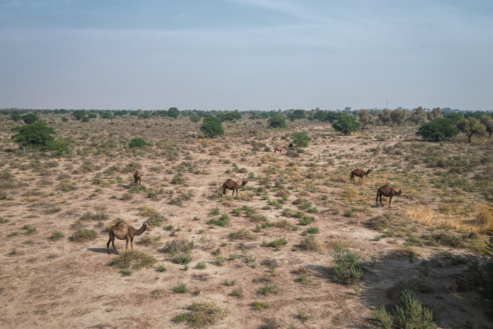 شتر "ذبه" ذخیره ژنتیکی ارزشمند در دل بحران کم آبی