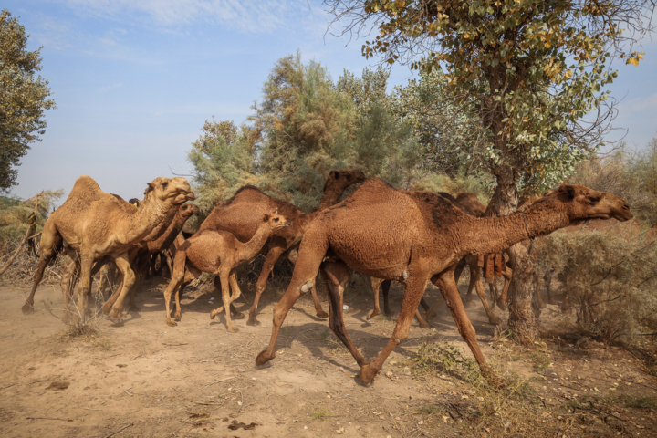 شتر "ذبه" ذخیره ژنتیکی ارزشمند در دل بحران کم آبی