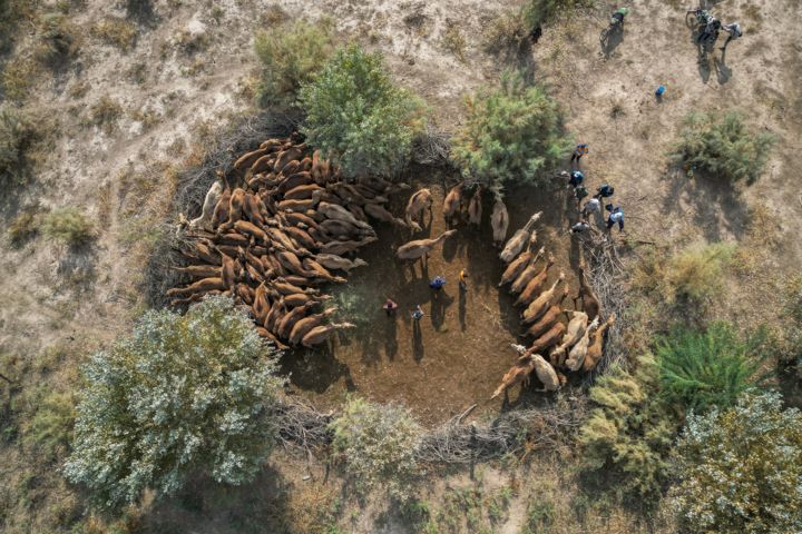 شتر "ذبه" ذخیره ژنتیکی ارزشمند در دل بحران کم آبی