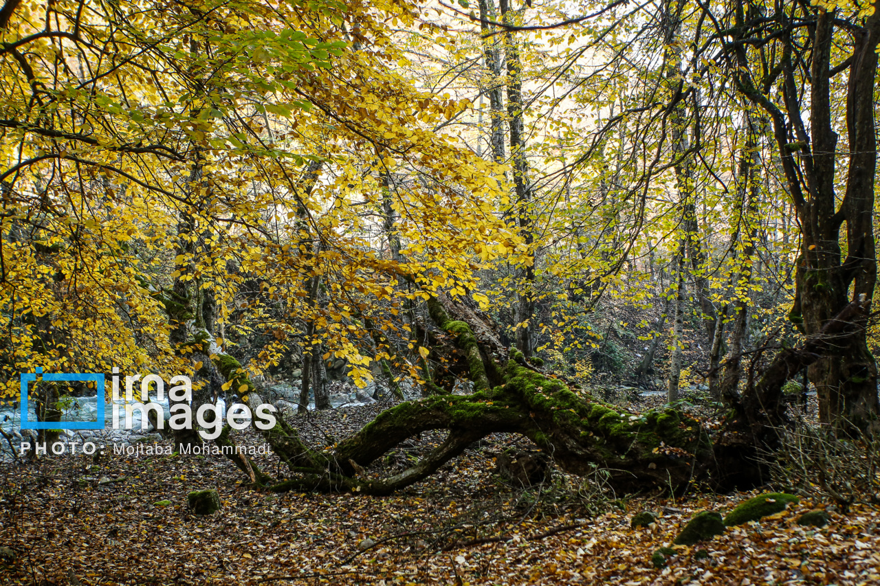 پیشنهادهای موسیقایی برای فصل خزان/ پاییز بهاریست که عاشق شده است پیشنهادهای موسیقایی برای فصل خزان/ پاییز بهاریست که عاشق شده است