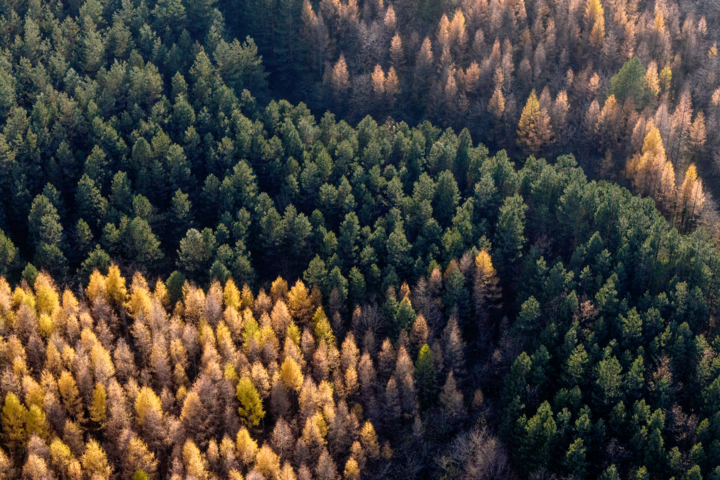 جمعآوری درختان شکسته افتاده هیرکانی؛ طرحی که با آتش سوزی «الیت» دوباره سرزبانها افتاد