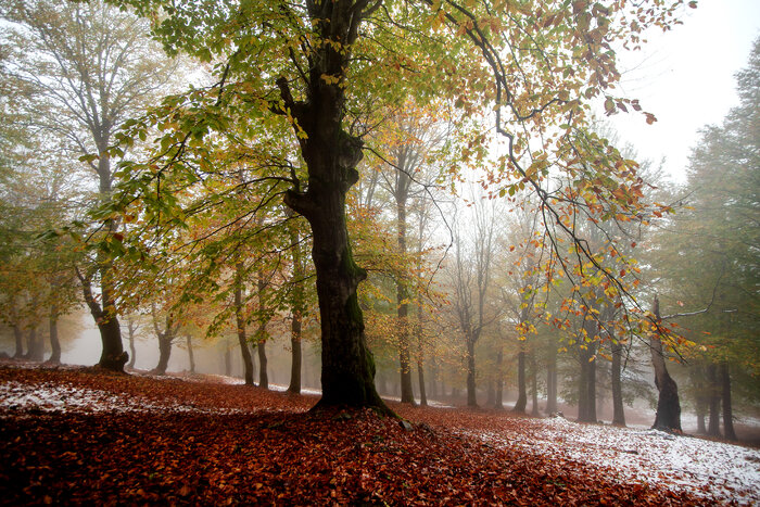 جمعآوری درختان شکسته افتاده هیرکانی؛ طرحی که با آتش سوزی «الیت» دوباره سرزبانها افتاد
