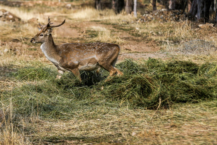 رشد ۱۲ درصدی مناطق حفاظت شده/ برای ۲۵ گونه در خطر انقراض برنامه تهیه شده است
