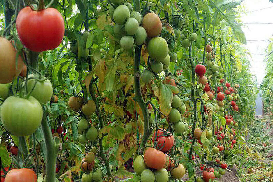 صادرات یکهزار تن محصولات گلخانهای از ارس به بازارهای بینالملل صادرات یکهزار تن محصولات گلخانهای از ارس به بازارهای بینالملل