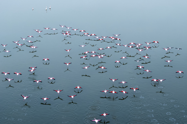 جنگ «میانکاله» برای بقا؛ فاصله کوتاه بهشت پرندگان با کانون ریزگرد