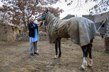 Caballo turcomano