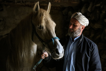 Caballo turcomano