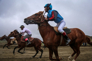 Les chevaux turkmènes de race pure dans la province du Khorasan du Nord