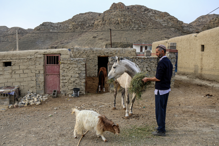 طلوع دوباره اسب اصیل ترکمن در خراسانشمالی
