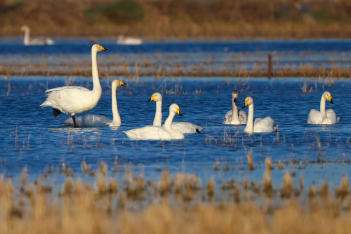 زیستگاه های آبی لرستان میزبان پرندگان مهاجر