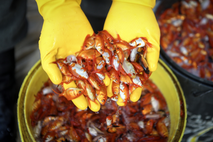 ماهی قرمز؛ انتخابی زیبا یا خطری پنهان؟