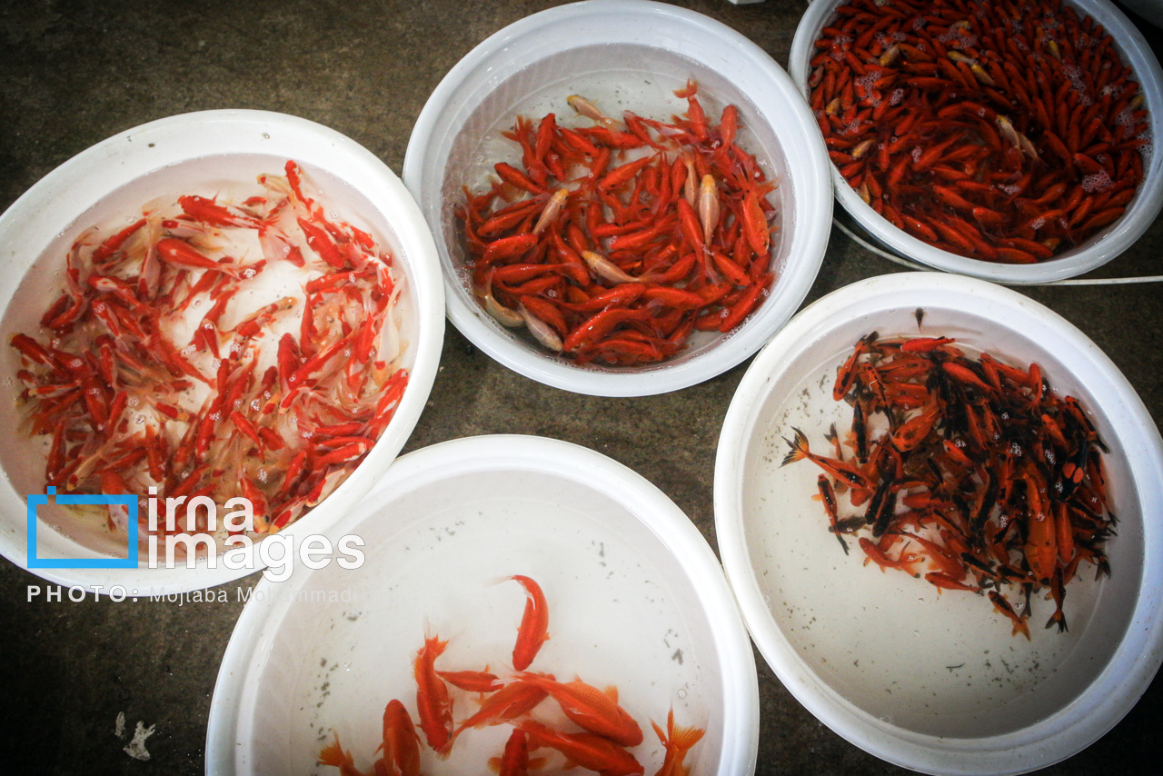 محل‌های جمع آوری ماهی قرمز و سبزه نوروز در شهر اردبیل مشخص شد