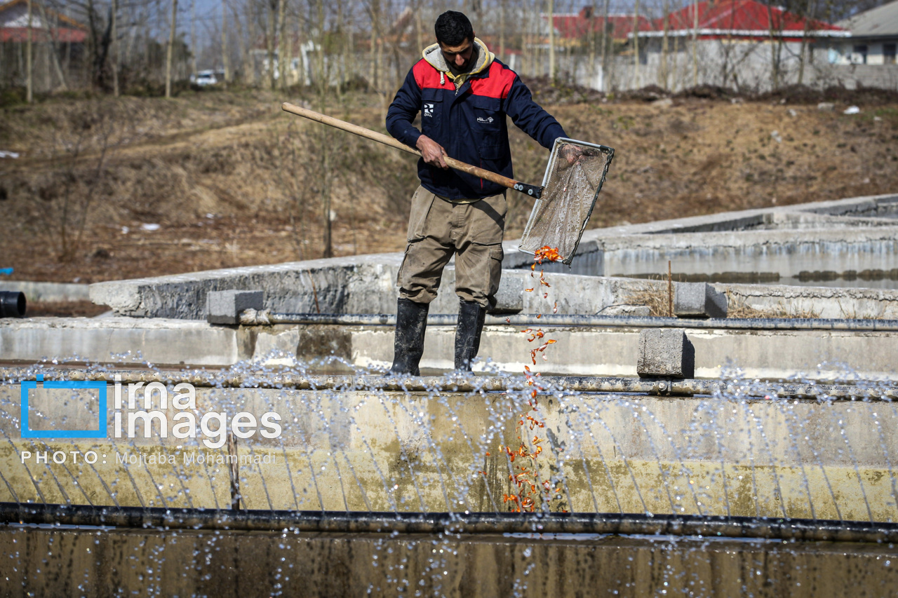 چالش‌های صنعت پرورش ماهی در ماهنشان؛ از افزایش هزینه‌های تولید تا ناکامی در بازاریابی