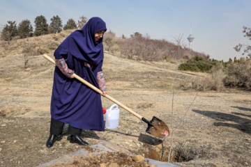 کاشت نهال «سنجد» در پارک «پردیسان»