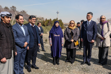 کاشت نهال «سنجد» در پارک «پردیسان»