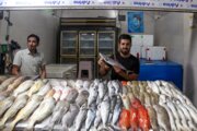 معاون وزیر جهاد کشاورزی: صادرات آبزیان ۳۰درصد افزایش یافت
