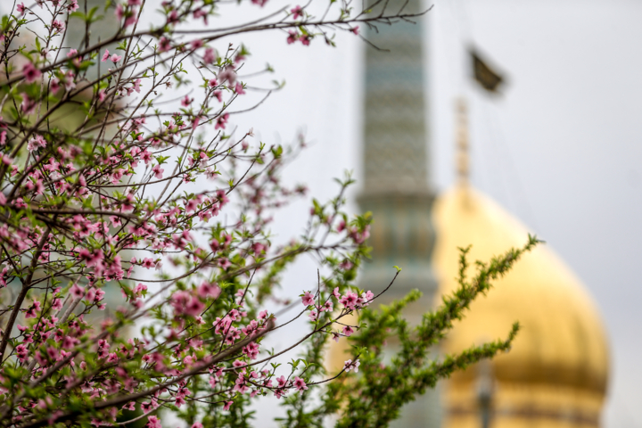 حرم حضرت معصومه (س)