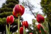 卡拉奇郁金香节