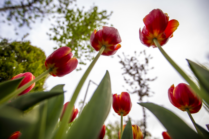 جشن رنگها در بجنورد؛ لالههایی که شهر را زنده کردند