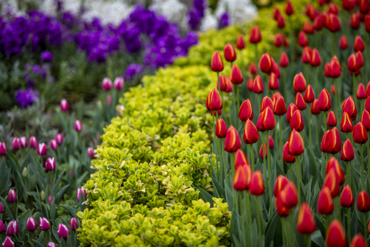 جشن رنگها در بجنورد؛ لالههایی که شهر را زنده کردند