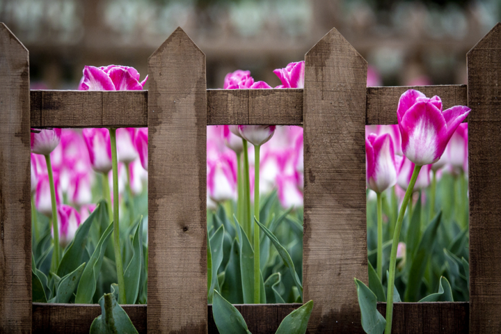 جشن رنگها در بجنورد؛ لالههایی که شهر را زنده کردند