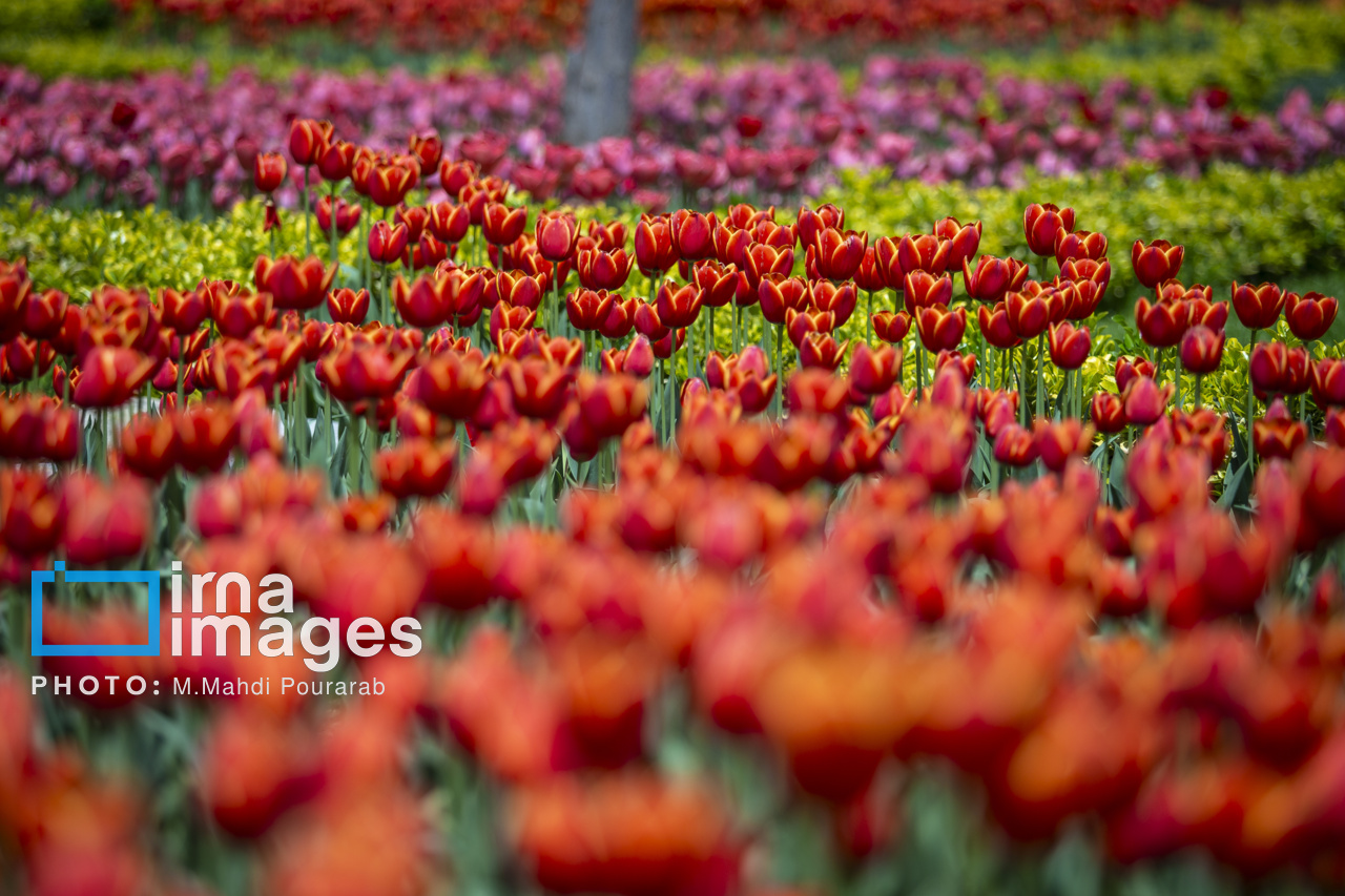 جشن رنگها در بجنورد؛ شهری که به بهشت گلها تبدیل خواهد شد