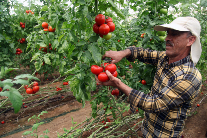 نجات آب در اقلیم خشک؛ هرمزگان الگوی نوین آبیاری ایران