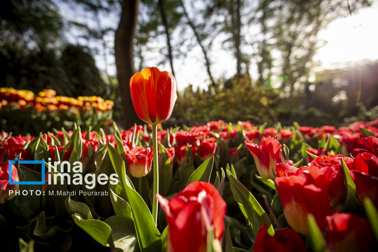 باغ ایرانی؛ بهشتی از گلها در دل تهران باغ ایرانی؛ بهشتی از گلها در دل تهران