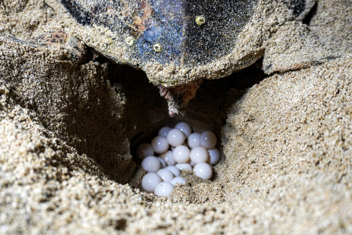 بوشهری‌ها پاسبانان موفق لاکپشت‌های منقار عقابی