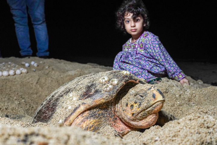 بوشهری‌ها پاسبانان موفق لاکپشت‌های منقار عقابی