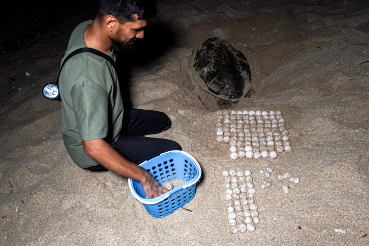 بوشهری‌ها پاسبانان موفق لاکپشت‌های منقار عقابی