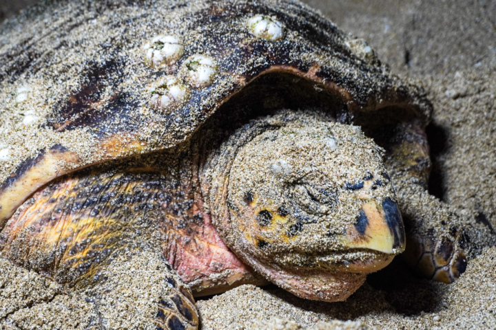 بوشهری‌ها پاسبانان موفق لاکپشت‌های منقار عقابی