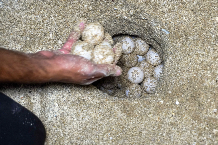 بوشهری‌ها پاسبانان موفق لاکپشت‌های منقار عقابی