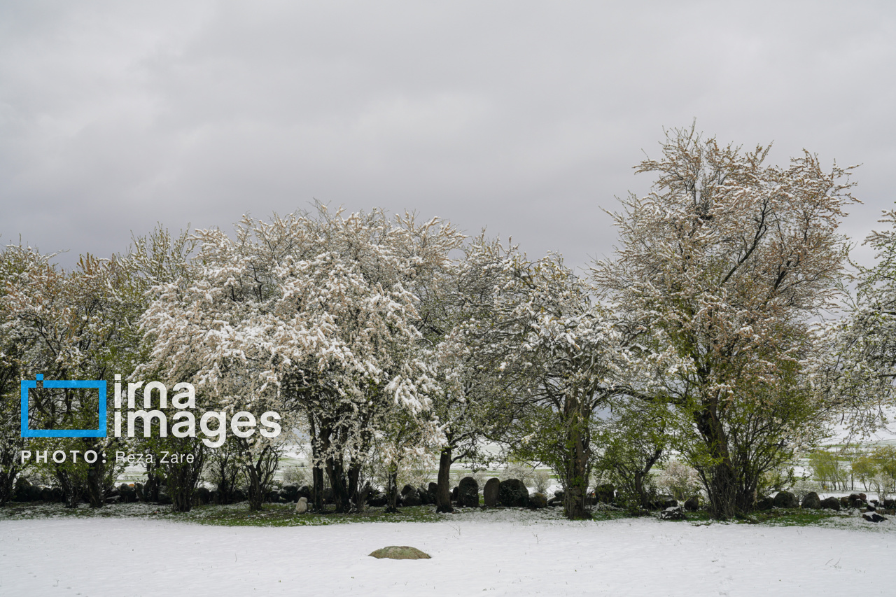 بارش اولین برف پاییزی چهره زنجان را سفید پوش کرد
