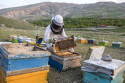 Die Bienenzucht in Nordkhorasan