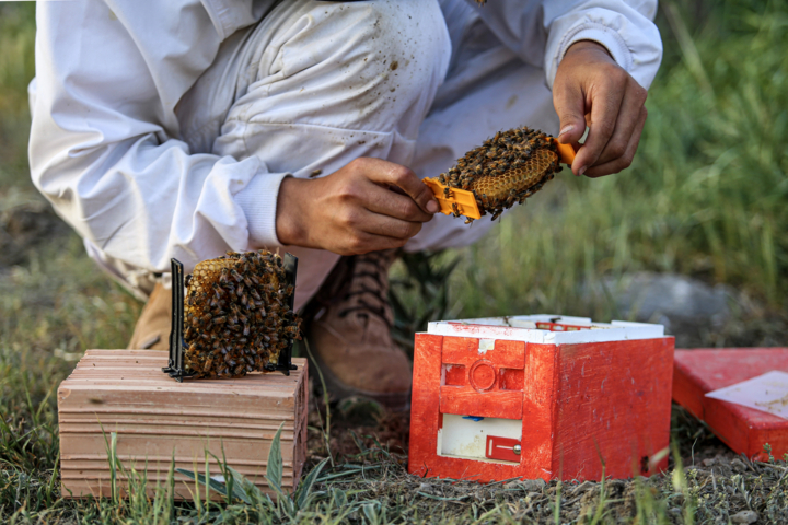 شکوفایی صنعت عسل در بستک هرمزگان با استقرار ۱۰ هزار کندوی مدرن